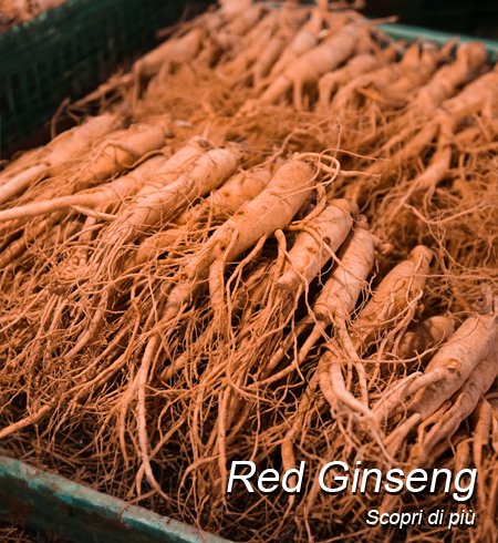 Red Ginseng